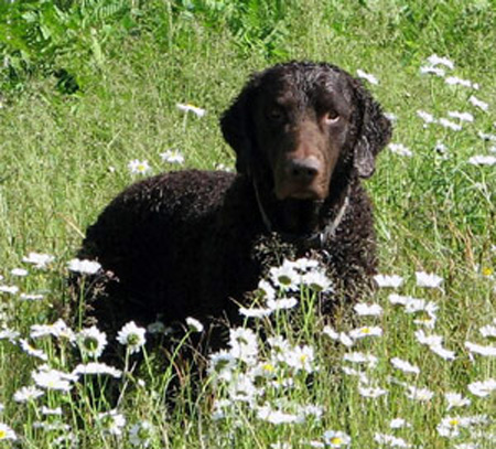 KOKOScurly_coated_retriever.jpg