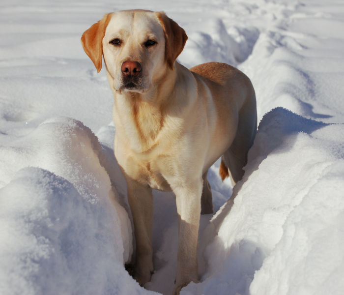 KOKOSLabradorRetriever.jpg