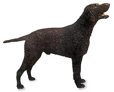 Curly-Coated_Retriever.jpg