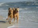 Rosie a Germie na plazi.jpg