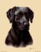 Labrador-Print-C10289847.jpeg.jpg
